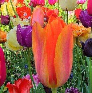 Meet your Posher, Sandy